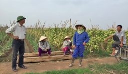 Trồng nhầm dưa vô sinh, 'cán bộ' mất tích, nông dân điêu đứng